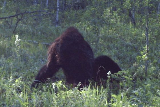 sasysquatchgirl's tweet image. This photo is from 2012 and is supposedly one of the clearest photos of A Bigfoot. This extremely hairy creature appears to be laying in the grass of a meadow. The photographer thought the animal was actually a bear but wasn't sure so she posted it to Facebook. 
#bigfoot #vogue