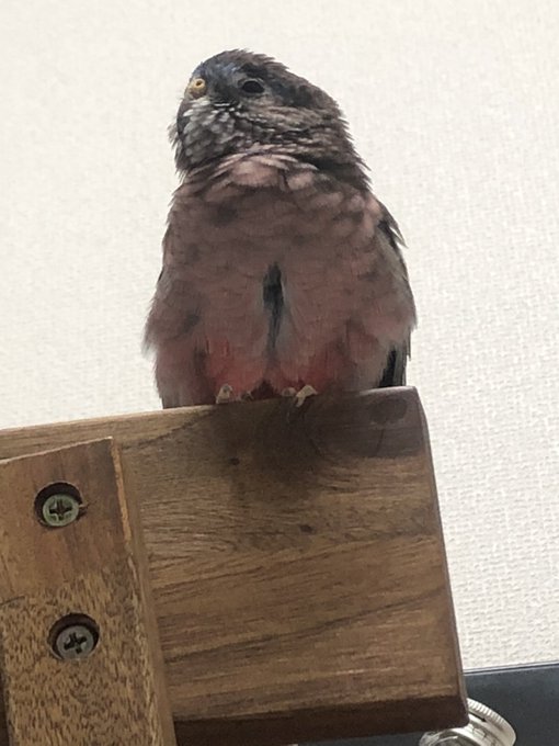 アキクサインコノーマルのtwitterイラスト検索結果