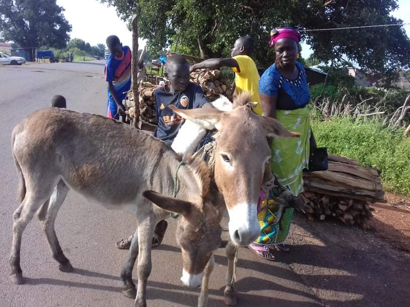 LiberiaAnimal's tweet photo. We are improving the health and welfare of working animals in Guinea. Please visit and make a small donation at https://t.co/r6A9R1DB7q

#WorkingAnimals #DonkeysMatter #DonkeyWelfare #DonkeyHealth #Animals #StopAnimalAbuse #HelpAnimals #AnimalsNeedHealthcare #AnimalsMatter https://t.co/S5rX0Dp8pe
