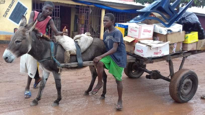 LiberiaAnimal's tweet photo. We are improving the health and welfare of working animals in Guinea. Please visit and make a small donation at https://t.co/r6A9R1DB7q

#WorkingAnimals #DonkeysMatter #DonkeyWelfare #DonkeyHealth #Animals #StopAnimalAbuse #HelpAnimals #AnimalsNeedHealthcare #AnimalsMatter https://t.co/S5rX0Dp8pe