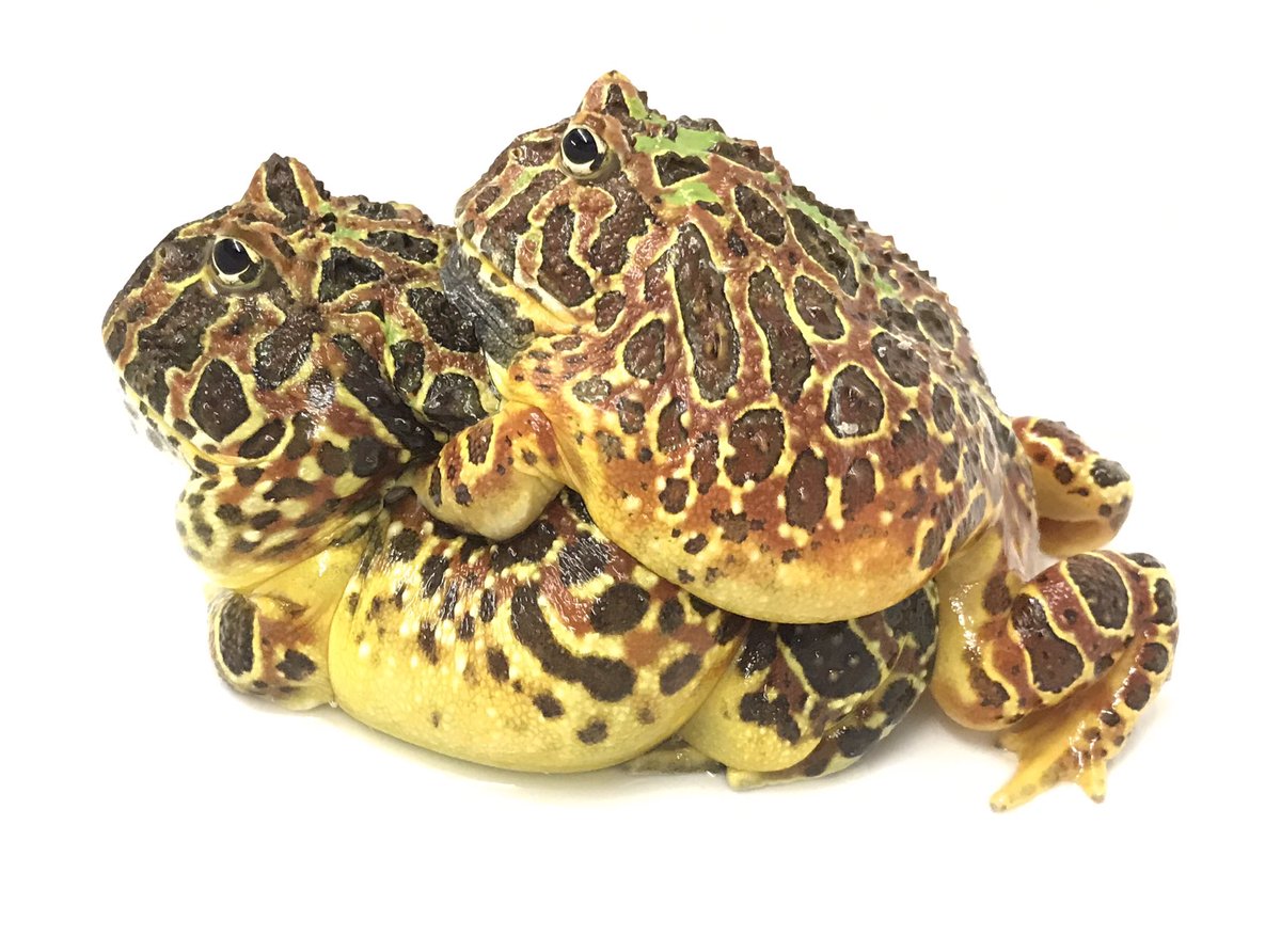 株式会社生物堂 ベルツノガエル おたまじゃくし 赤ベルは いつものペアです 株式会社生物堂 ベルツノガエル おたまじゃくし 赤ベルは いつものペアです