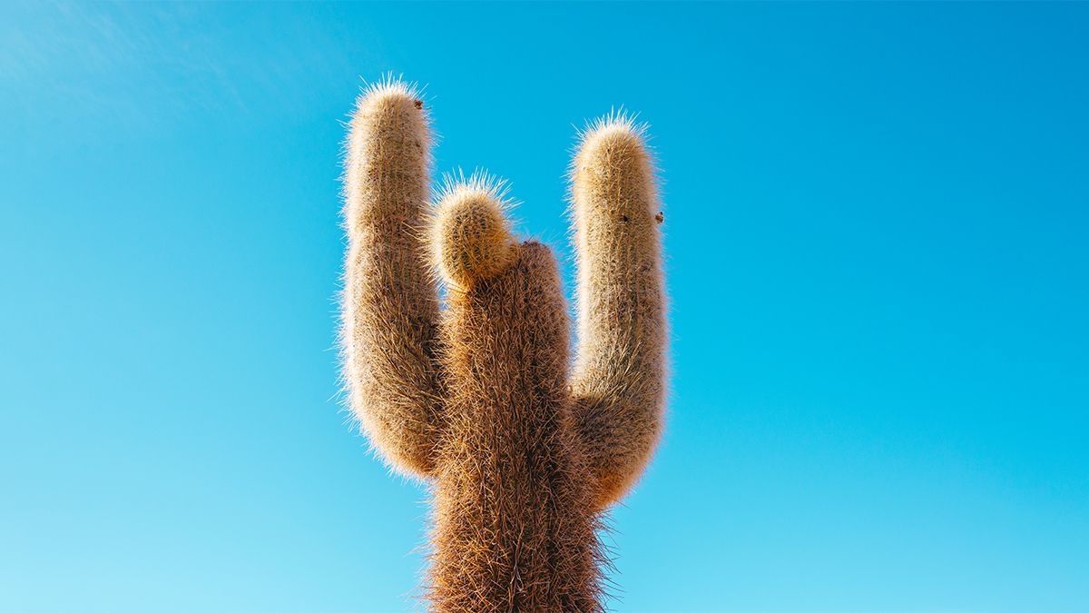 MarketChorus's tweet photo. Anyone can learn to be a better leader if they learn to connect, motivate, and inspire a sense of ownership of shared objectives. #leadership #CXO #CMO https://t.co/NbOfV7Dth6 https://t.co/oY8Qup8Aqo