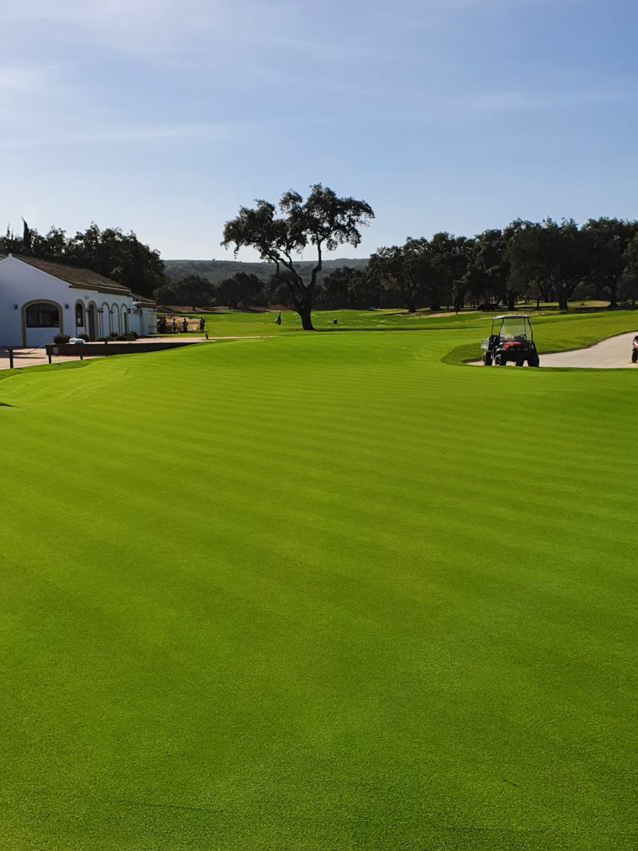Turfgrass_Golf's tweet photo. Putting Green at The San Roque Club, 9 weeks apart. 

#Agronomy 
#GrowIn

📸 @MarkGolfDoyle - Grow-In Superintendent https://t.co/8NhH8rsIf6