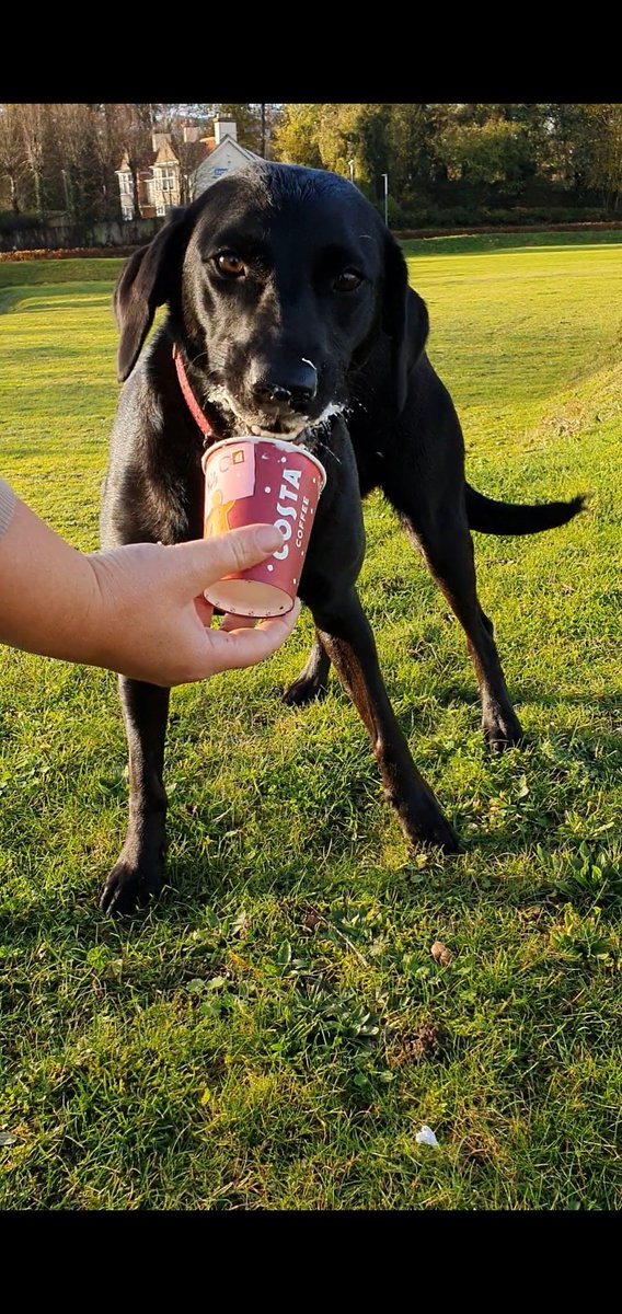 <a href="/CostaCoffee/">Costa Coffee</a> thank you Costa for my wonderful Puppyccino! My tail was wagging, and I gave you my paw 🖤