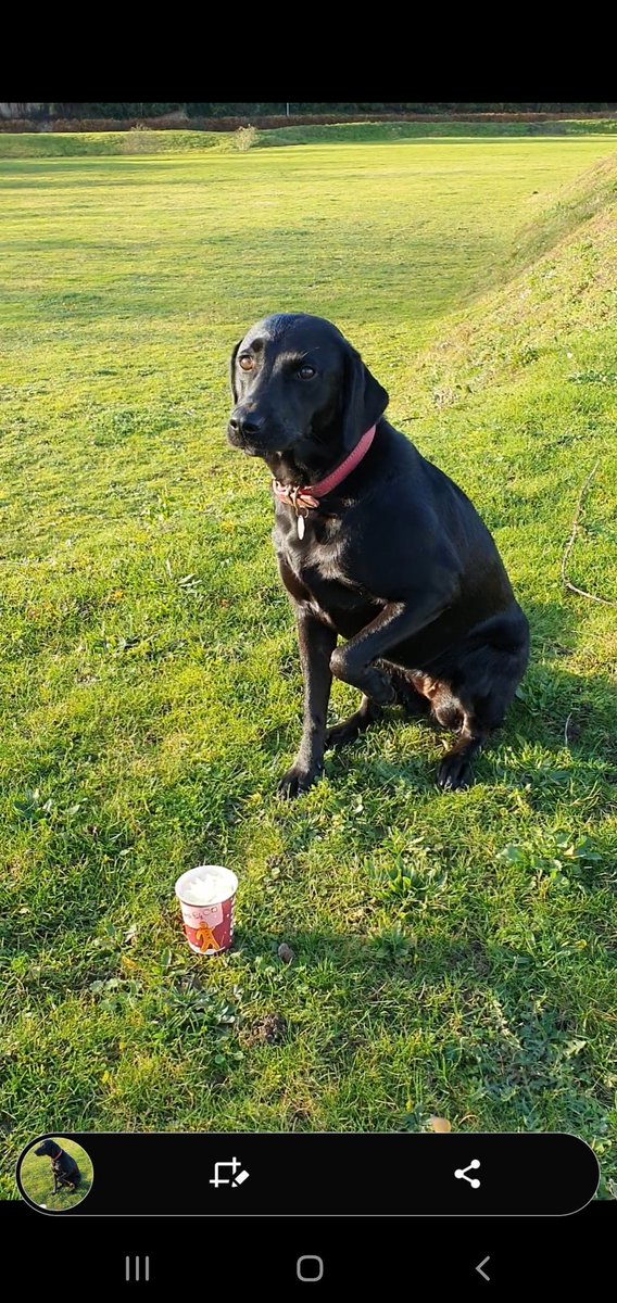 mattharvey83's tweet photo. @CostaCoffee thank you Costa for my wonderful Puppyccino! My tail was wagging, and I gave you my paw 🖤 https://t.co/QogXmzDpdD