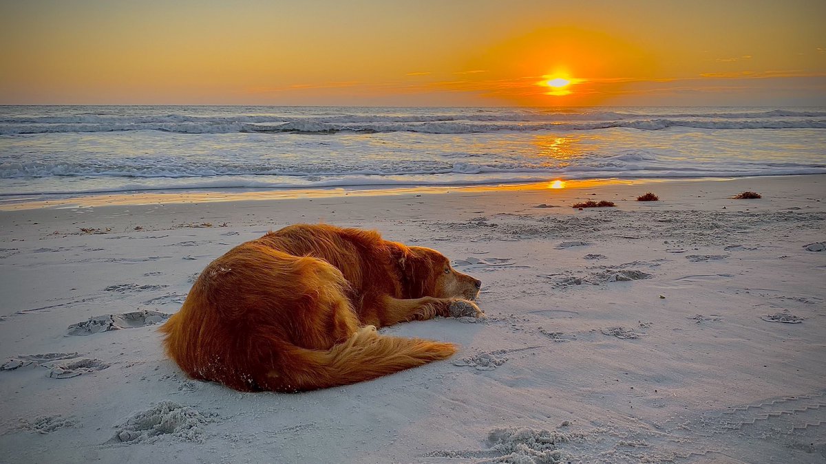The good life! #goldenretriever #dogslife #dogs