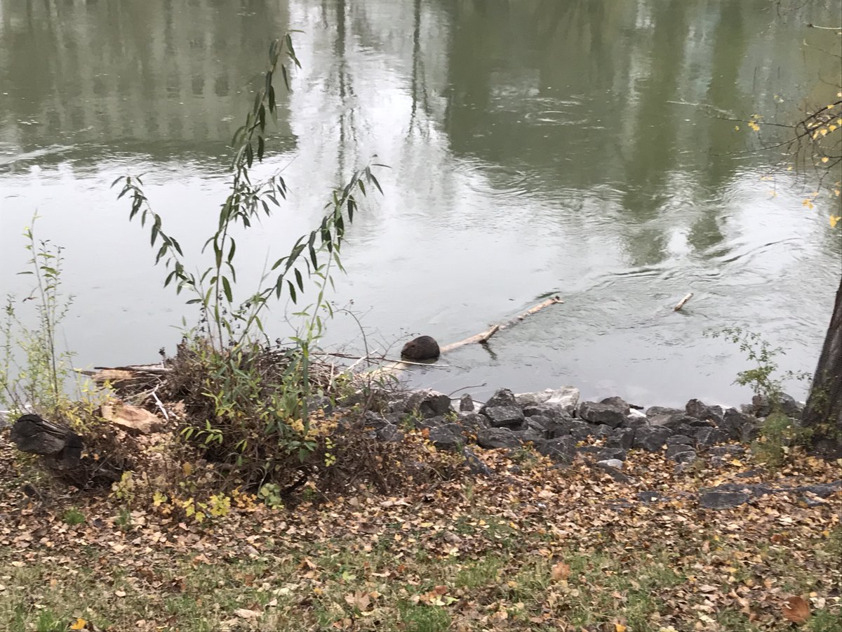 Helmut Leder (@tumlehredel) on Twitter photo This morning this beaver had breakfast at the usually very busy Danube channel; the day before we all start a new lockdown. This morning this beaver had breakfast at the usually very busy Danube channel; the day before we all start a new lockdown.