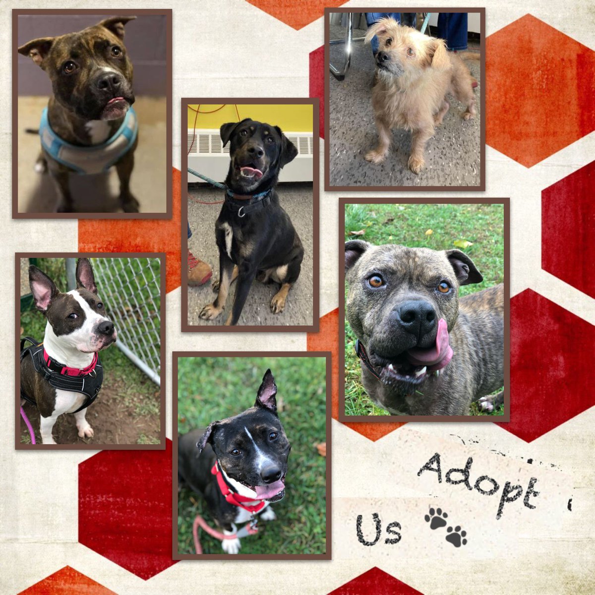 CNY_SPCA's tweet photo. Top of this #Monday #Morning! We, the #AdoptablePups, are sending your #terrific #MondayVibes! Check out our bios @ https://t.co/D6KwQ94dUb; and email sm@cnyspca.org to meet us! 

#adoptdontshop #fureverhomeneeded #adoptashelterdog #needshome #BestFriend #adoptme #cnycentral #dog https://t.co/3J31qJimZP