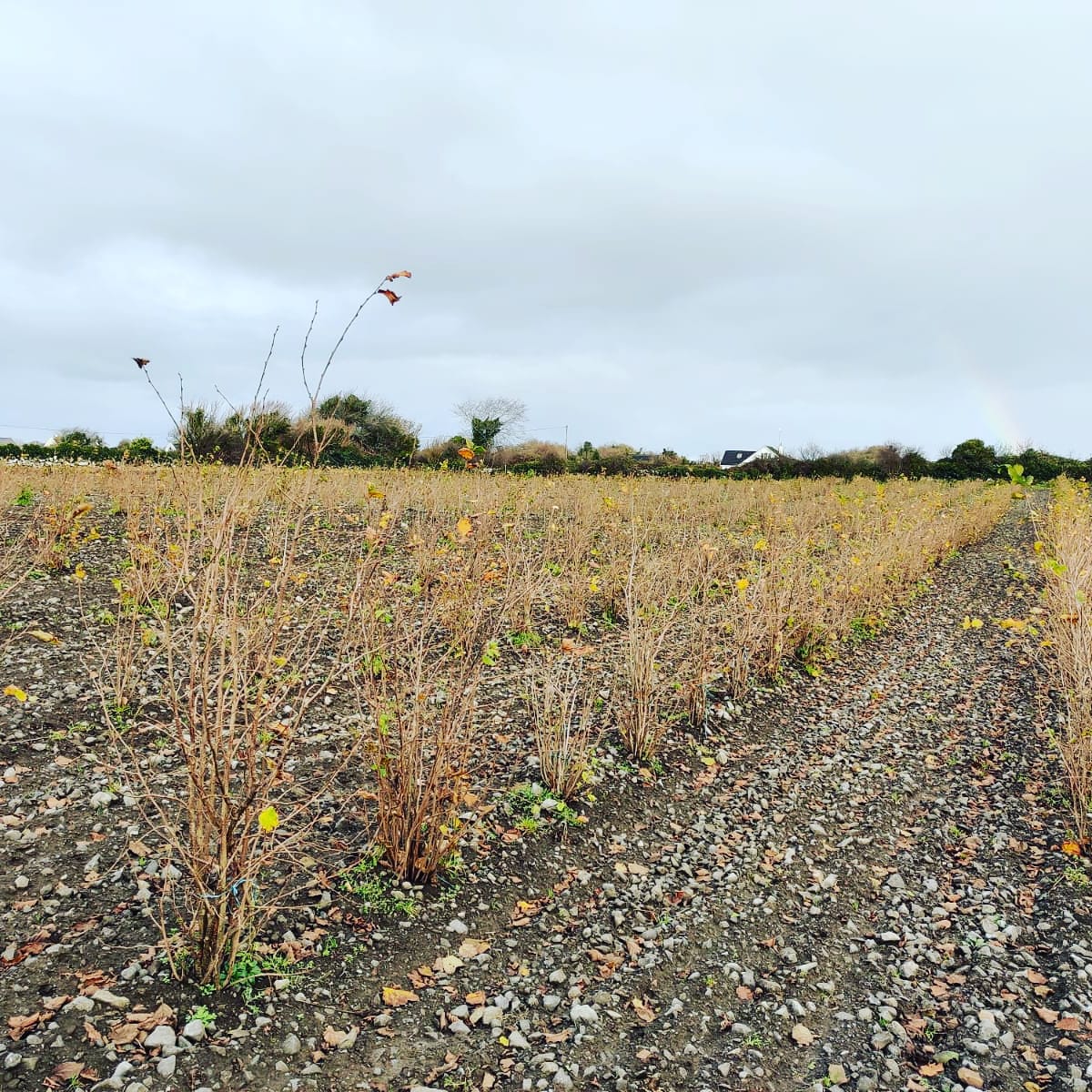 Agritruffe33's tweet photo. Young #plantation of #truffle #trees in #ireland aged of 2.5 years old. Here are some #hazelnut inoculated by #tuber #aestivum #uncinatum
#truffe #truffle #arbres #nature #orchard #soil #sol #earth # leaves #feuilles #culture #trufficulture #cultivation #agriculture #limestone https://t.co/6XxgHXfHzY