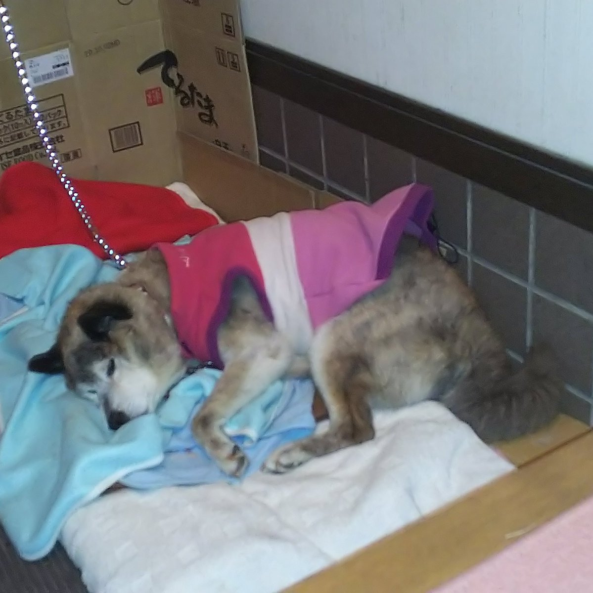 あひる V Twitter 敷物を抱えて眠る老犬ちゃん 秘密結社老犬倶楽部 秘密結社雑種犬倶楽部 17歳4ヶ月 あひる V Twitter 敷物を抱えて眠る老犬ちゃん 秘密結社老犬倶楽部 秘密結社雑種犬倶楽部 17歳4ヶ月