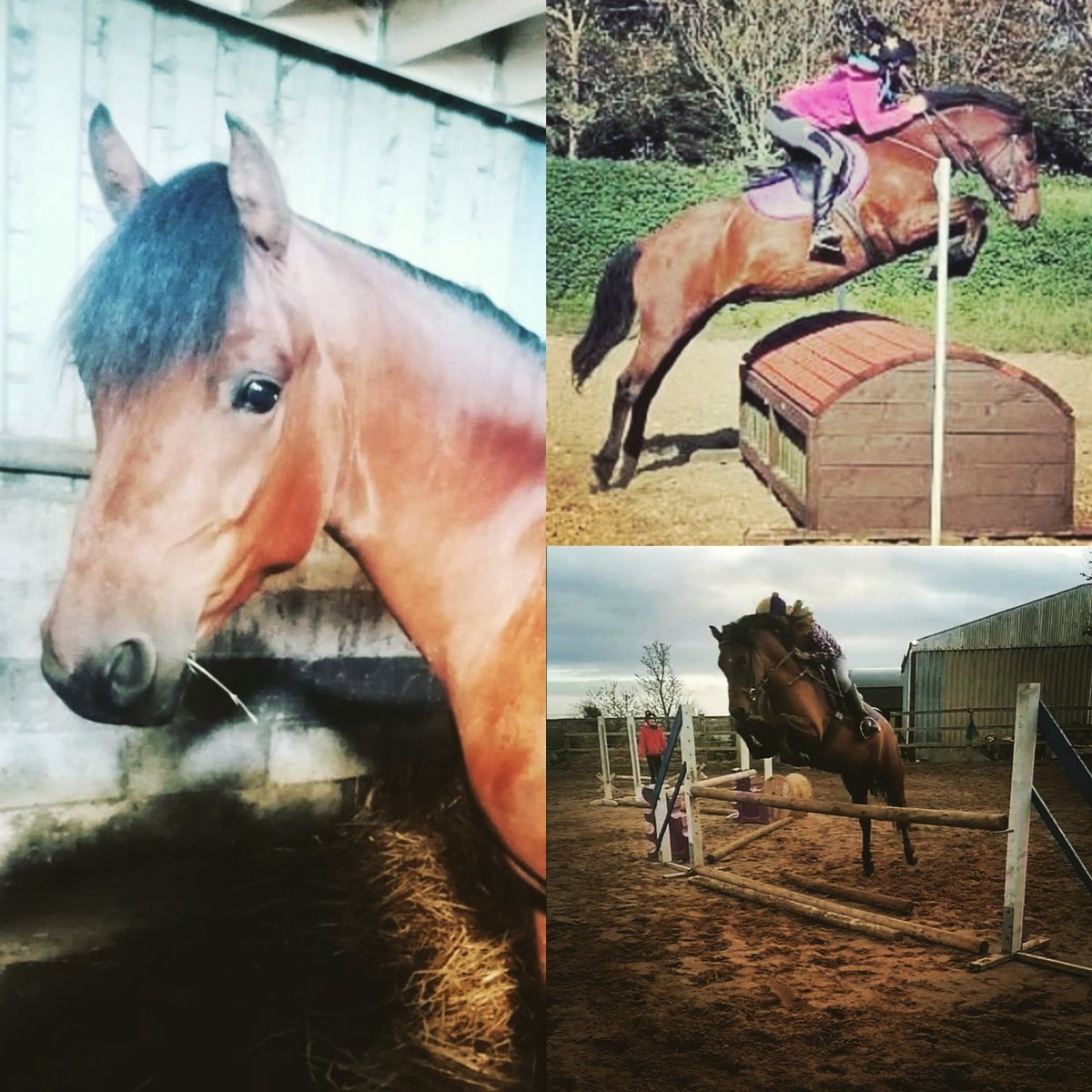 HorsePay's tweet photo. Why not go to https://t.co/4NjLhFyvWV for a look at this full Connie. Prince is easy to box, shoe, wash, catch, clip etc.
He's a great, fun and talented pony that tries to please his rider at all times. He is has the looks and the brain to go right top🐎🐎 https://t.co/SV2EzUMB3Q
