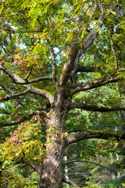 KerriFar's tweet photo. “I feel a great regard for trees; they represent age and beauty and the miracles of life and growth.” ― L.D. Rich #quote - https://t.co/Di6Bsbh2ua ~ #TreePrints #TreeLover #TreeHugger #NewRiverNature ~ https://t.co/l2XvdsiqS6 ~ #WallArt #CanvasPrints #Puzzles #Cards and more https://t.co/wgdzlN9oio