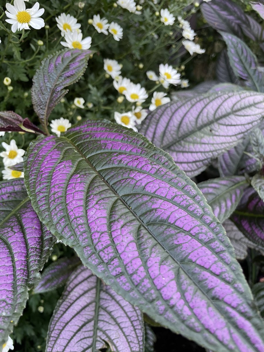 thelenayouknow's tweet photo. #persianshield #astudyinpurple #plantlyfe https://t.co/pG2y9wgbKW