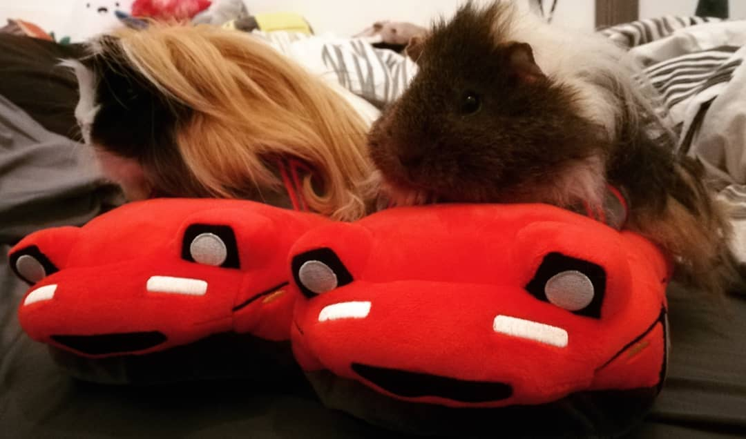 Autoplushies's tweet photo. I'm a rider, provider
Bring the heat, girl
I will bring the fire
Shop this red beast TODAY at @autoplushies... Hurry up...
https://t.co/DNzDP4YtBZ
#jdm #comfyslippers #miata#plushcarslippers #carporn #マツダロードスター #trackmiata https://t.co/P5nMGzrcXY
