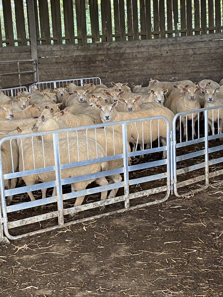 will__whiting's tweet image. Scanned the charollais’s, roll on lambing 2021 @charollaissheep