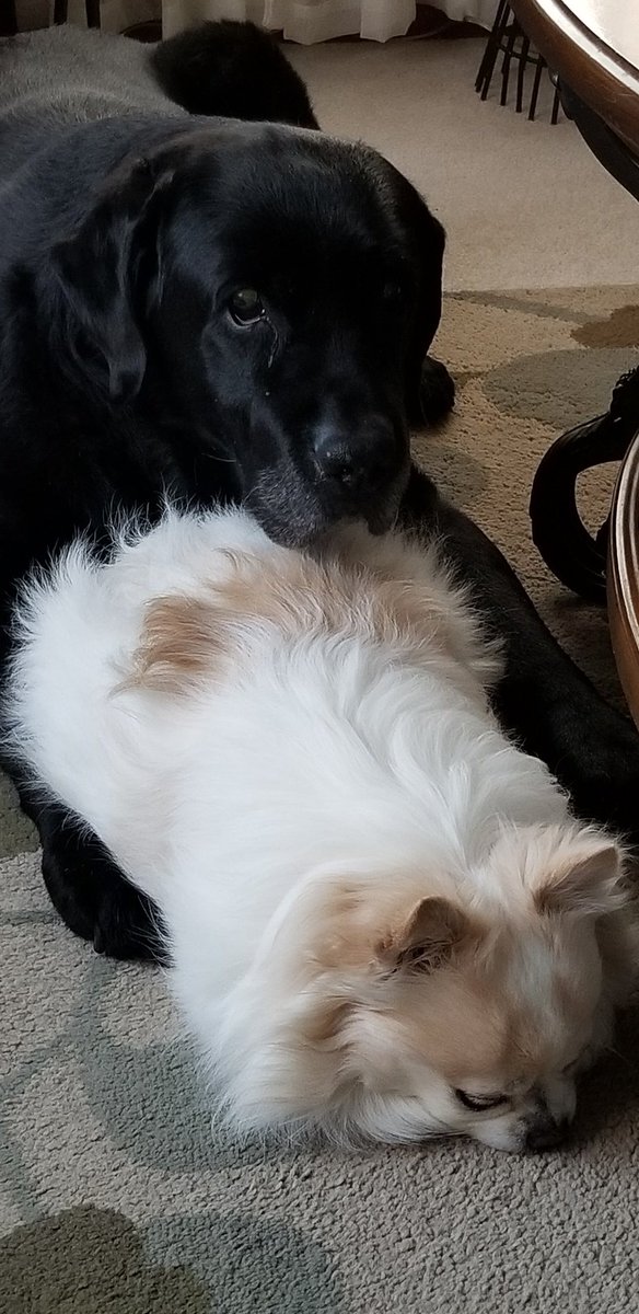 lizh391's tweet photo. Max and Hank really are best buddies 💕 https://t.co/E9b4yAdnJ4