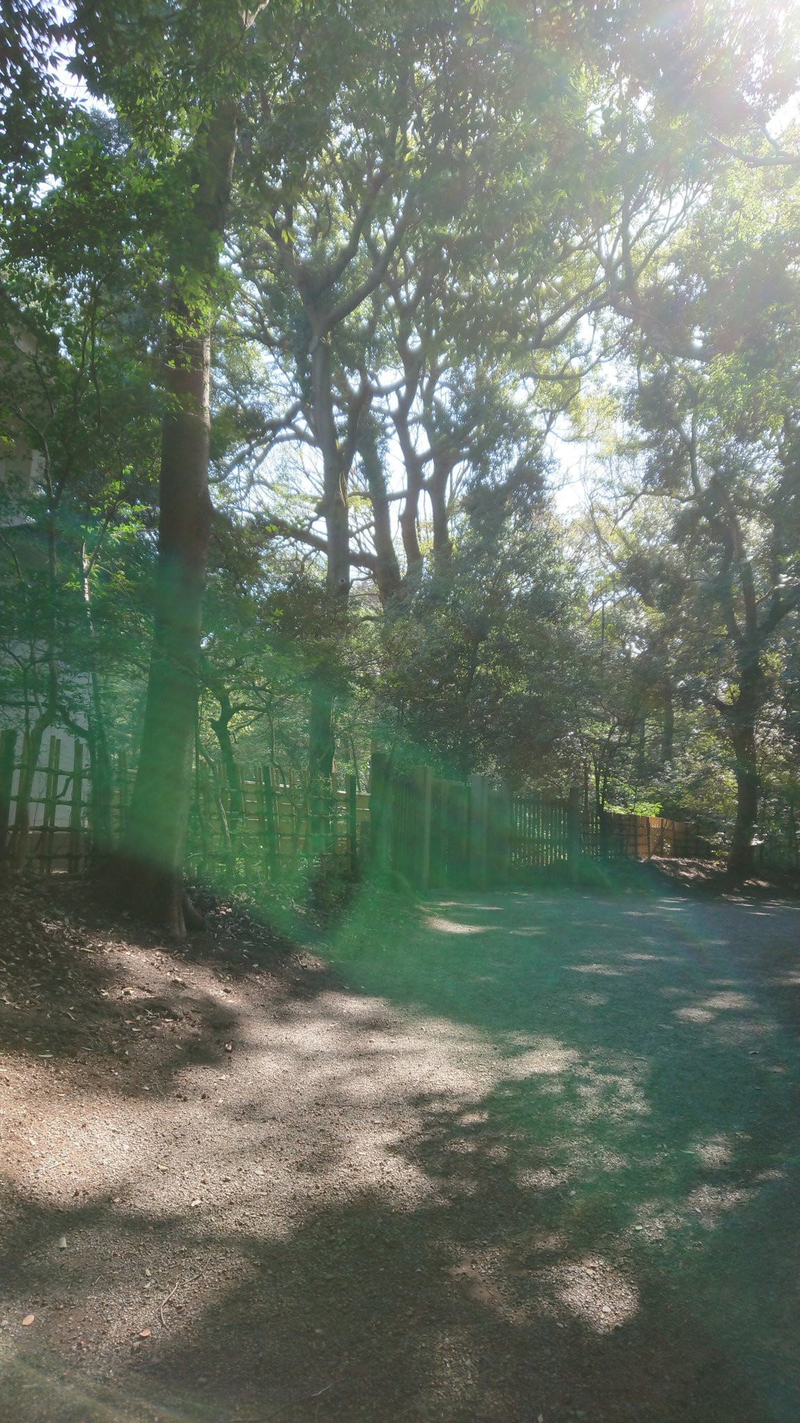 Kuni 写真を見返していたら 今年2月に行った明治神宮でも 緑の光 オーブ が写っていました 明治神宮 オーブ スピリチュアル T Co Rgithretv3 Twitter