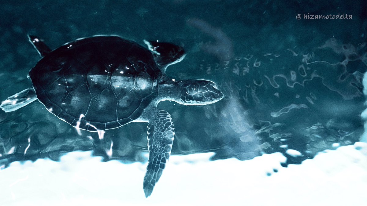 hizamotodelta's tweet photo. #今日の撮意
#すみだ水族館
#aquarium
#saeturtle 🌊🐢
#ファインダー越しの私の世界 #キリトリセカイ #写真好きな人と繋がりたい
α7IIIと100ミリF2.8STF(T5.6) https://t.co/kaY0G1tZzf