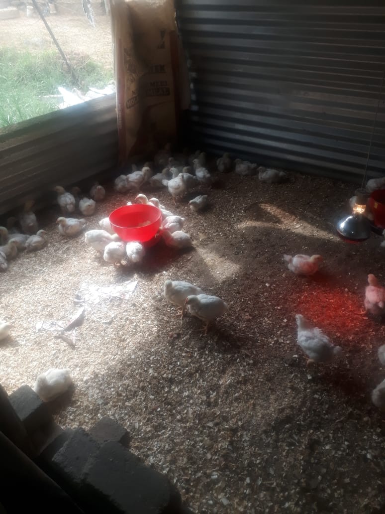 BasothoAfriSol's tweet photo. We will be ready in no time

Nothing says Festive Season more than Kgoho ya Basotho

Qwaqwa place your orders (11 Dec 2020)  Deliver in most areas and remember when we slaughter it for you, e tla ka dikahare at no extra cost @buhqwa @loveqwaqwa @thokongco1 @tlika31 @daddyhyaneo https://t.co/6xTWlKC4SC