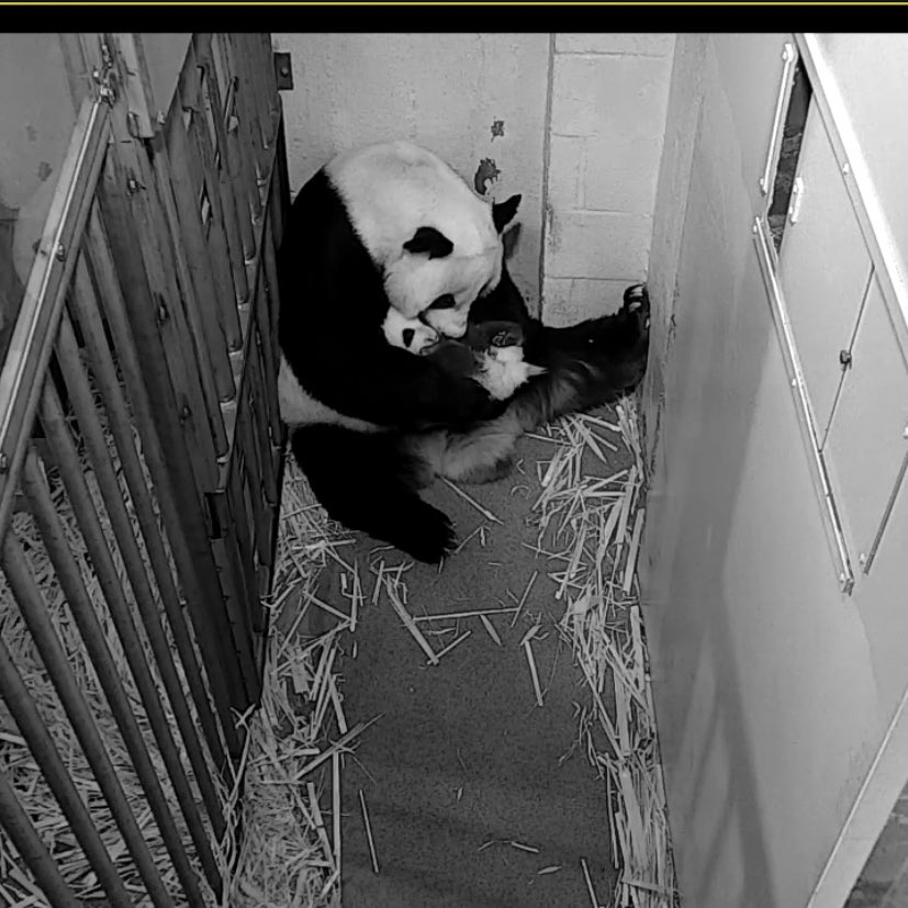pinkypanda0823's tweet photo. GMLY!! It’s #MiniPandaMonday again!! We hope the day treats you well. MWAH!! https://t.co/P9Hfg6Hxvw