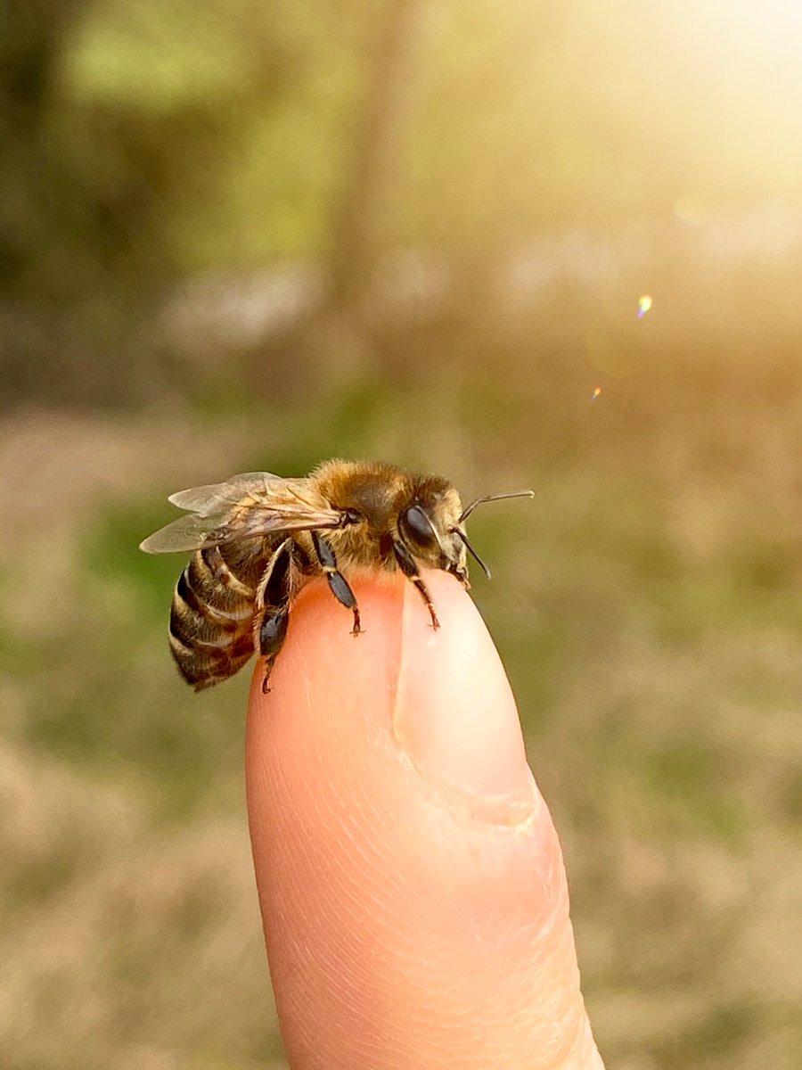 Enjoy your next day😊✌🏼#bienen #imker #imkerei #beekeeper #beekeeping #honig #honey #natur #nature