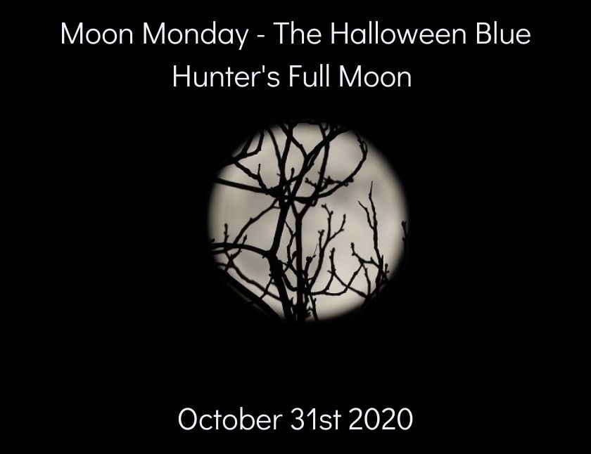 TraciYorkWriter's tweet photo. For #MoonMonday &amp; #MondayBlogs - my third set of the #Halloween Blue Hunter's Full #Moon October 31st 2020

https://t.co/HJavRXIYPa

#photography #crypto #blog #Hive #PoSH #Nikon #FullMoon #HuntersMoon #BlueMoon2020 #October2020 #moonlight #MoonLovers #hiveblopomo #NaBloPoMo https://t.co/uQdGZXrHdN