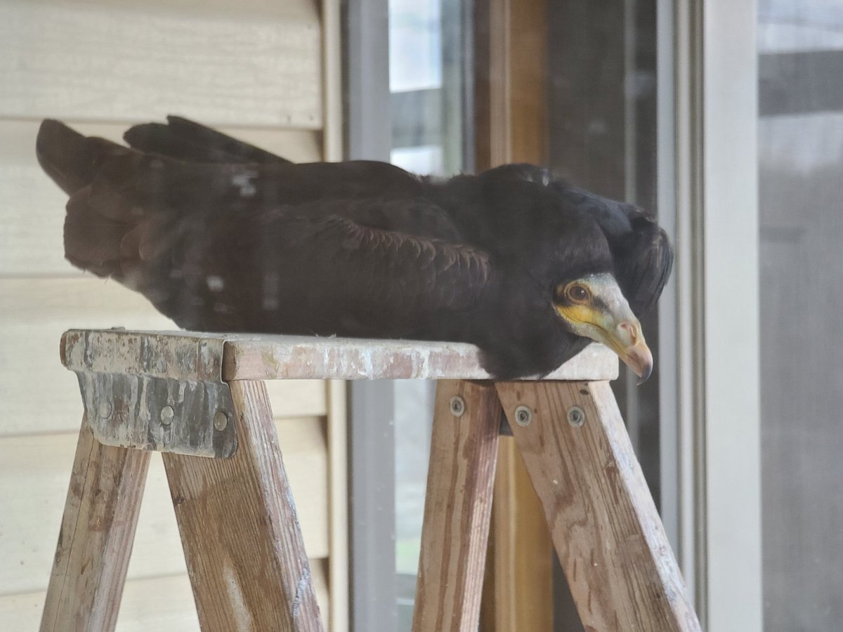 foxfeather's tweet photo. Many birds will lay down if they feel comfortable, relaxed, and safe enough, but happy vultures take this bird pancake to the next level. I love it when Sev melts into a puddle.

#lovevultures #SevTheVulture https://t.co/l5QA0MU1Nx