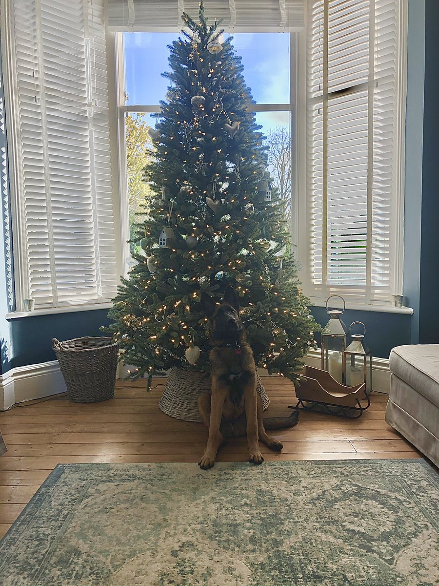 We’re walking 5 million miles in Nov <a href="/Conference_Care/">Conference Care</a> to support charity partner <a href="/AngelsSmallPaws/">Angels Small Paws</a> . Snapped this guy at the weekend, he’s like a big drunk horse to walk!  #malinois #5monthsold If you can support we would love your help, however small ❤️ gbr01.safelinks.protection.outlook.com/?url=http%3A%2…