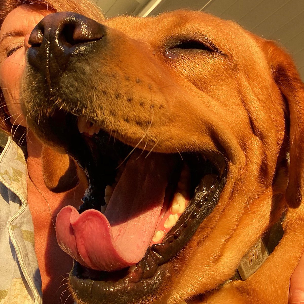 RealRomaDowney's tweet image. Hello Monday ! Let’s do this !! Couple of sleepy Red heads this morning ! #redheads #englishlabrador #redlab #dog #doglover #mondaymood #monday #LetsDoThis