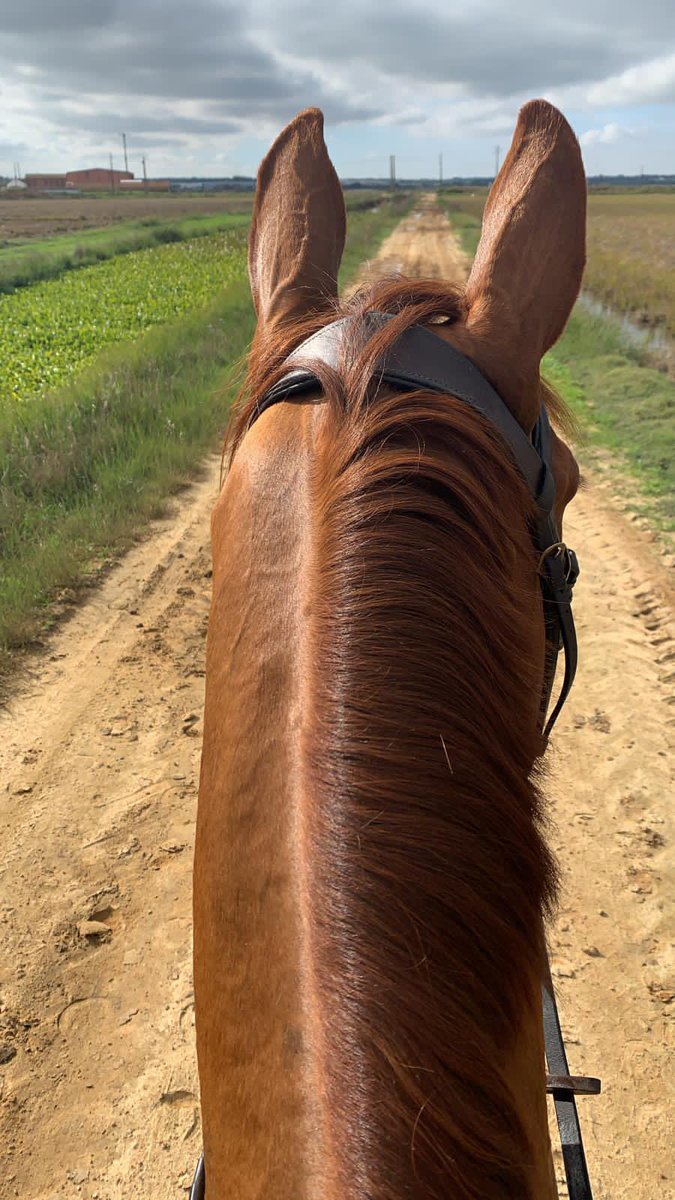 Happy, pointy, ears in Barocca d’Alva - Portugal 🇵🇹 Winter Tour ☀️ for Finduss PFB (Loopy Lou) &amp; <a href="/McLeodSammi/">Sammi Birch</a> Very fortunate to have Elite Sport continuing. Big thanks to all 🙏