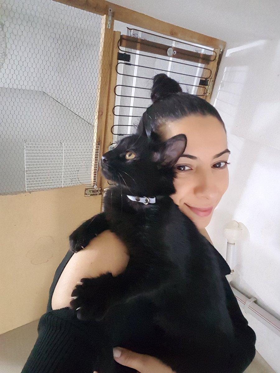 Sunshine_fip's tweet photo. @petlebi ##SİYAH ANNESİ CİNS KIZIMIZA OMURLUK YUVA##
Sadece istanbul ici sahiplendirilecek 
 0533 381 41 07 Bir kedi öpücük verip sarilirmi demeyin sevgi delisi resmen sarılıyor 
 5 aylik disi simsiyah uzun tüylü canayakin oyuncu ortama cabuk ayak uyduran bir kiz guvenilir yuva https://t.co/8h7YWyeHnR