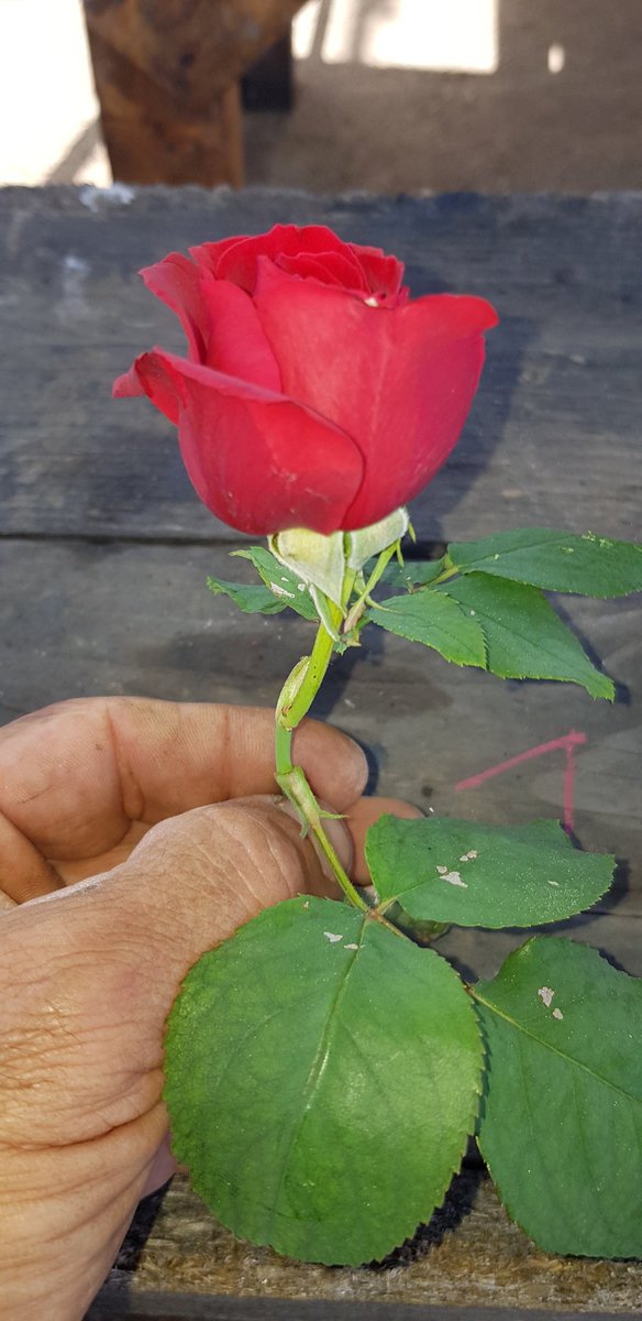 arist_na's tweet photo. "So che tutto il bene mio nel tuo cuore va a finire" https://t.co/QS3Yd5lx9g