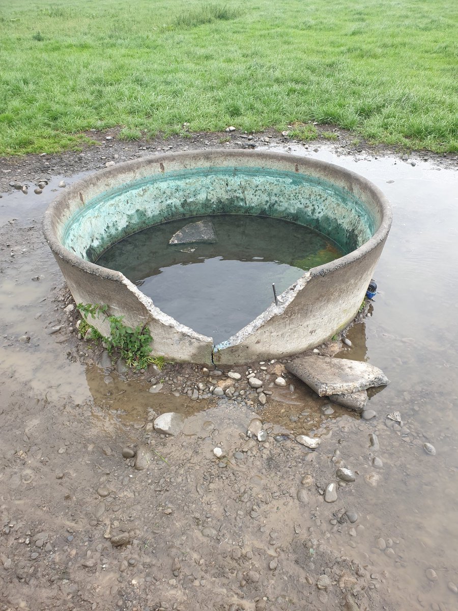 dairymanNZ's tweet photo. Trialling a new trough design to give the calves and shorter cows easier access to water
#FarmingWithKreg https://t.co/LslkOKnJmX