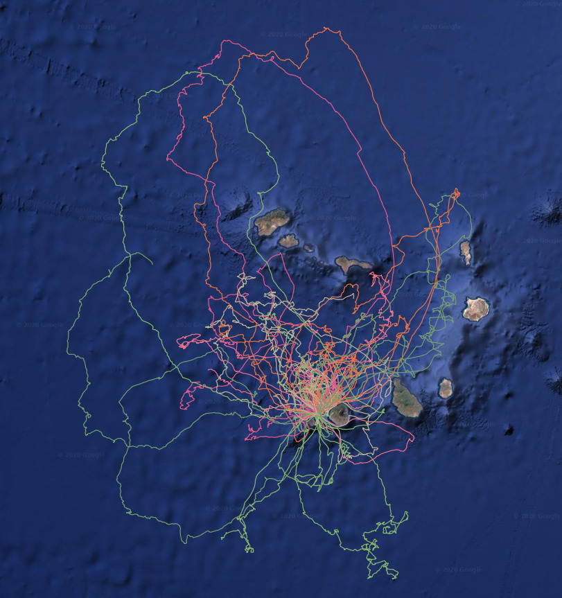 SeabirdEcology's tweet image. After months of hard work on #tropicbirds in #IlheudeCima #CaboVerde this is the result of about 40 #GPS deployments from March until now. Superb work by @projecto_vito @gomes_ivandra @NaditoBarbosa @GMontrond @mariona_sarda @MnicaDelaFuent3 @arietepaixao🌍@TeMilitao 👏👏@IRBioUB