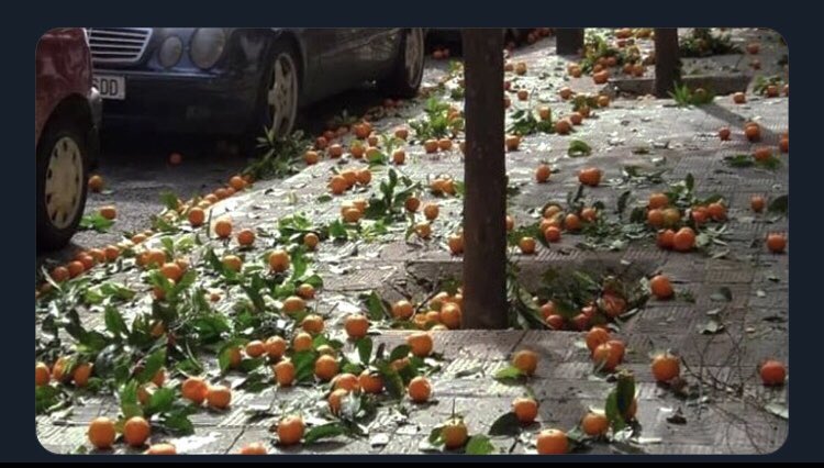 saif1991414's tweet photo. تتساقط فاكهة اليوسفي في شوارع اشبيليا الاسبانية ، أخبرونا ماذا يتساقط في الشارع الذي تسكنون فيه😬 ؟؟ https://t.co/oVPpYf3Vj0