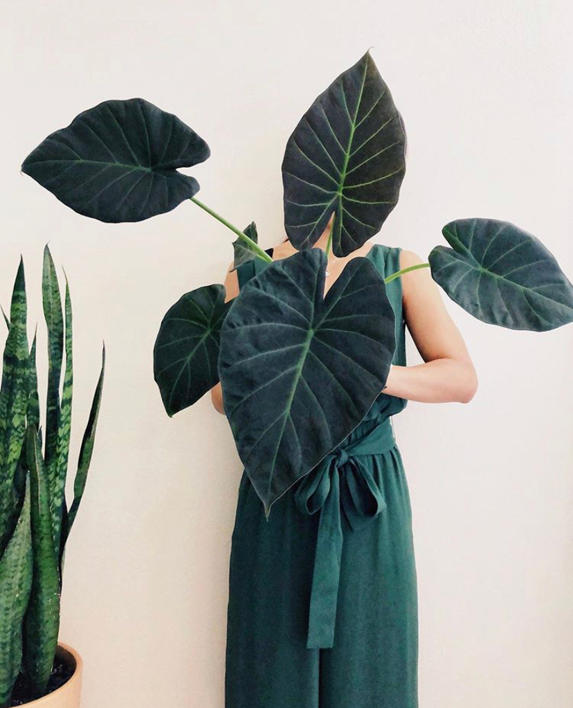 ¡Dosis de verde! Un perfil de pura belleza plantil 🌿
📸 mypeacefulmoment
#purplanters #alocasia #urbanjungle #jungla #jungle #house_plant_community  #girlswithplants #helloplantlady #botanicalwoman #houseofplantlovers  #inspiracionbotanica #plantasdecasa #plantasdeinterior