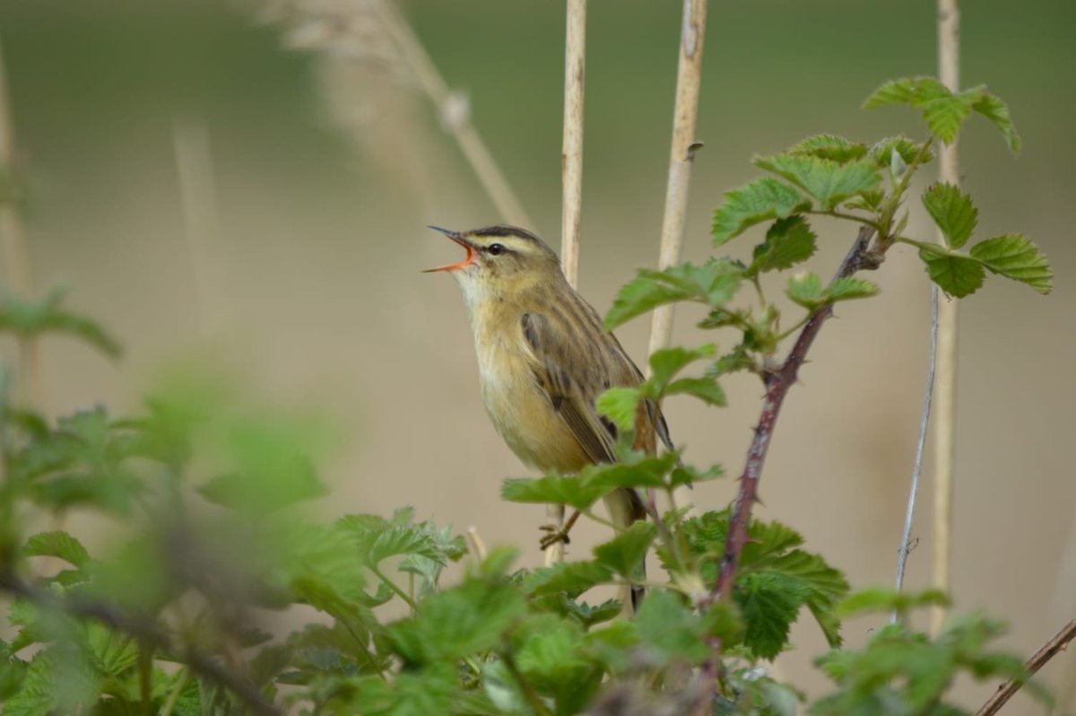 BirdingIchos's tweet photo. Hi everyone- we've started this account to share recordings of British birds in order to help more people of all ages develop their identification skills. While we'll primarily have a focus on sound ID, we'll also give general tips on identifying different species. https://t.co/b6jQdJq399