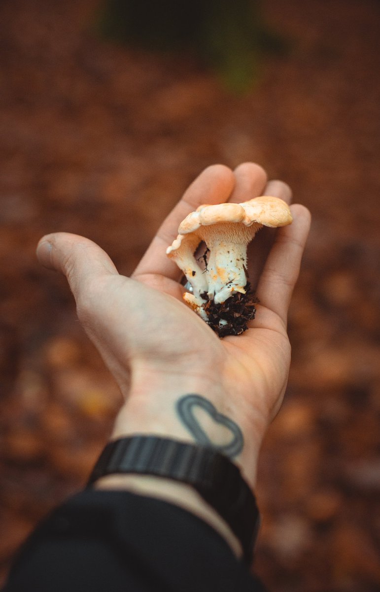 ViewAperture's tweet photo. The fantastic 'hedgehog' mushroom. Very luck to have these tasty morsels growing in abundance very locally to me and tend to forage once a week for dinner additions.
#FungiOfTheWorldWeekend #fungus #mushroompicker #hedgehogs #food #forage #twsty #yummy #yummymondays #wildfood https://t.co/beuaLRcEK6