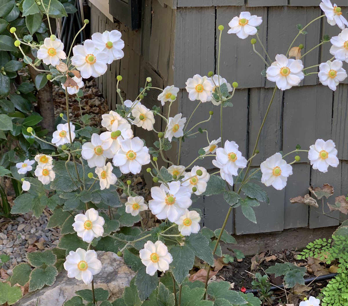 Lynn Hatamiya tweet media