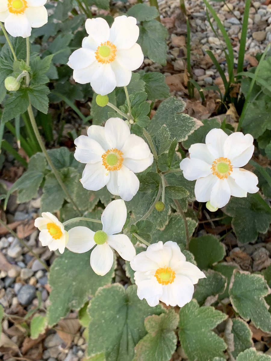 Lynn Hatamiya tweet media