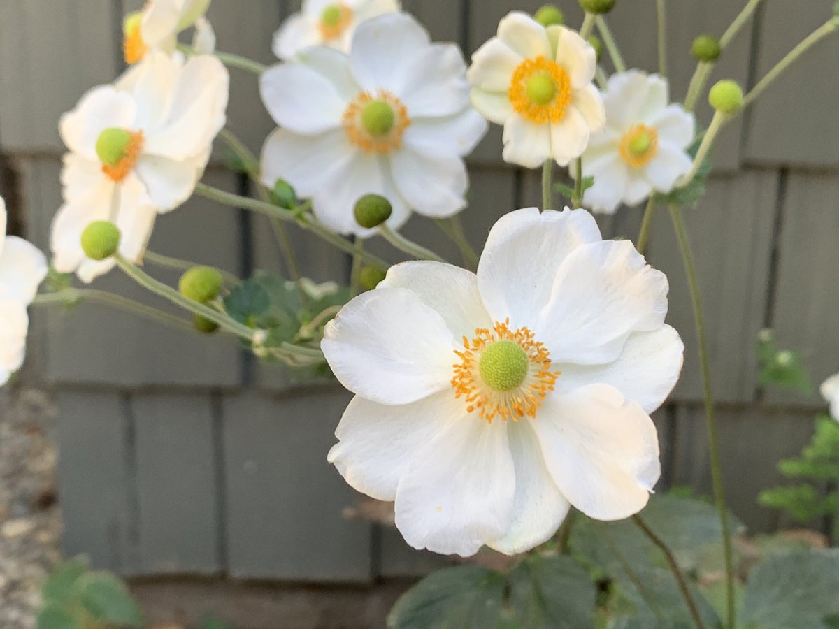 Lynn Hatamiya tweet media