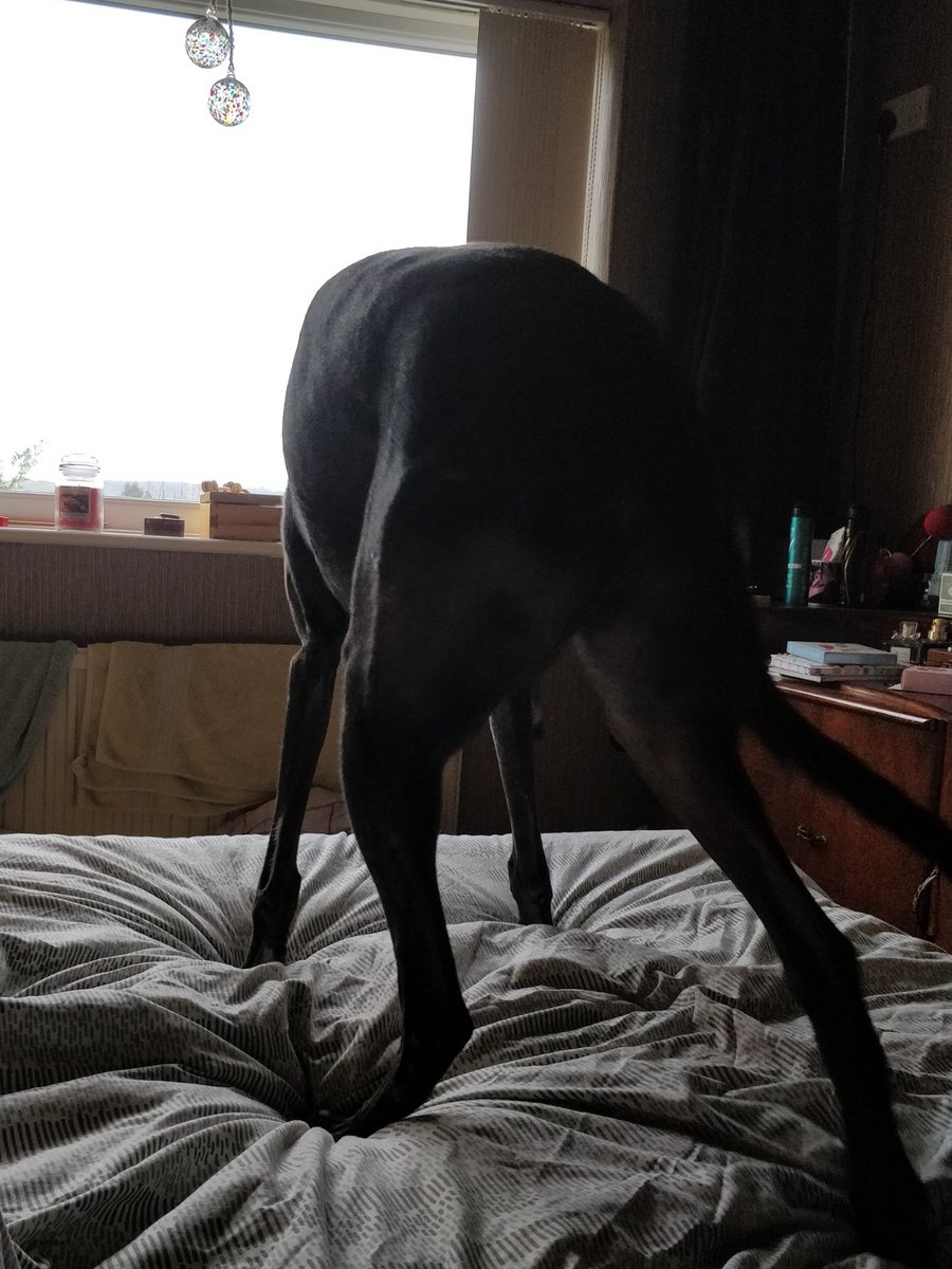 kurothehound's tweet photo. Apparently Mum didn't really need this view... https://t.co/3vJTyC6D9f