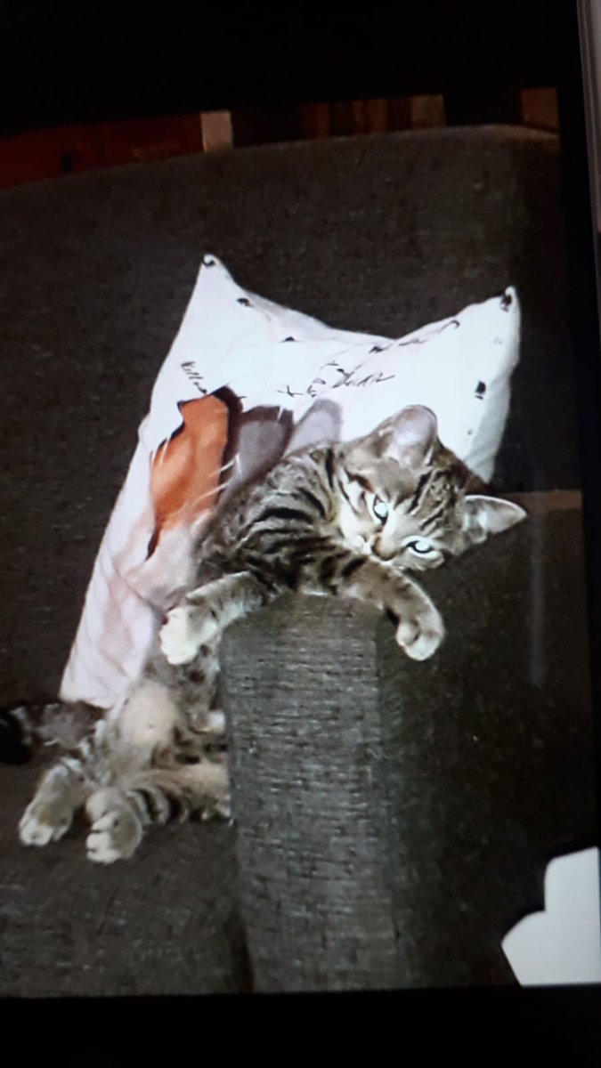 |•| Uwu meet my new child.