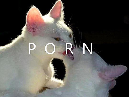 jokkexd's tweet photo. @rainbow91821574 все, расходимся все, кто когда-либо сюда попадет, мы переходим на другой сайт🥵 https://t.co/NgLGfhJXvN