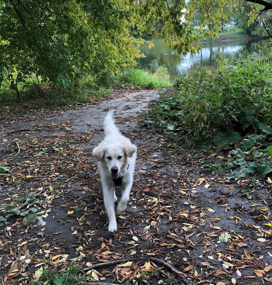 GAC_DM_FA's tweet image. Have you taken a break today?  

To help ease my mind and give me energy during these challenging times, I like going to the park for a walk with my dog, Henry. 

#MentalHealth #HealthBreak