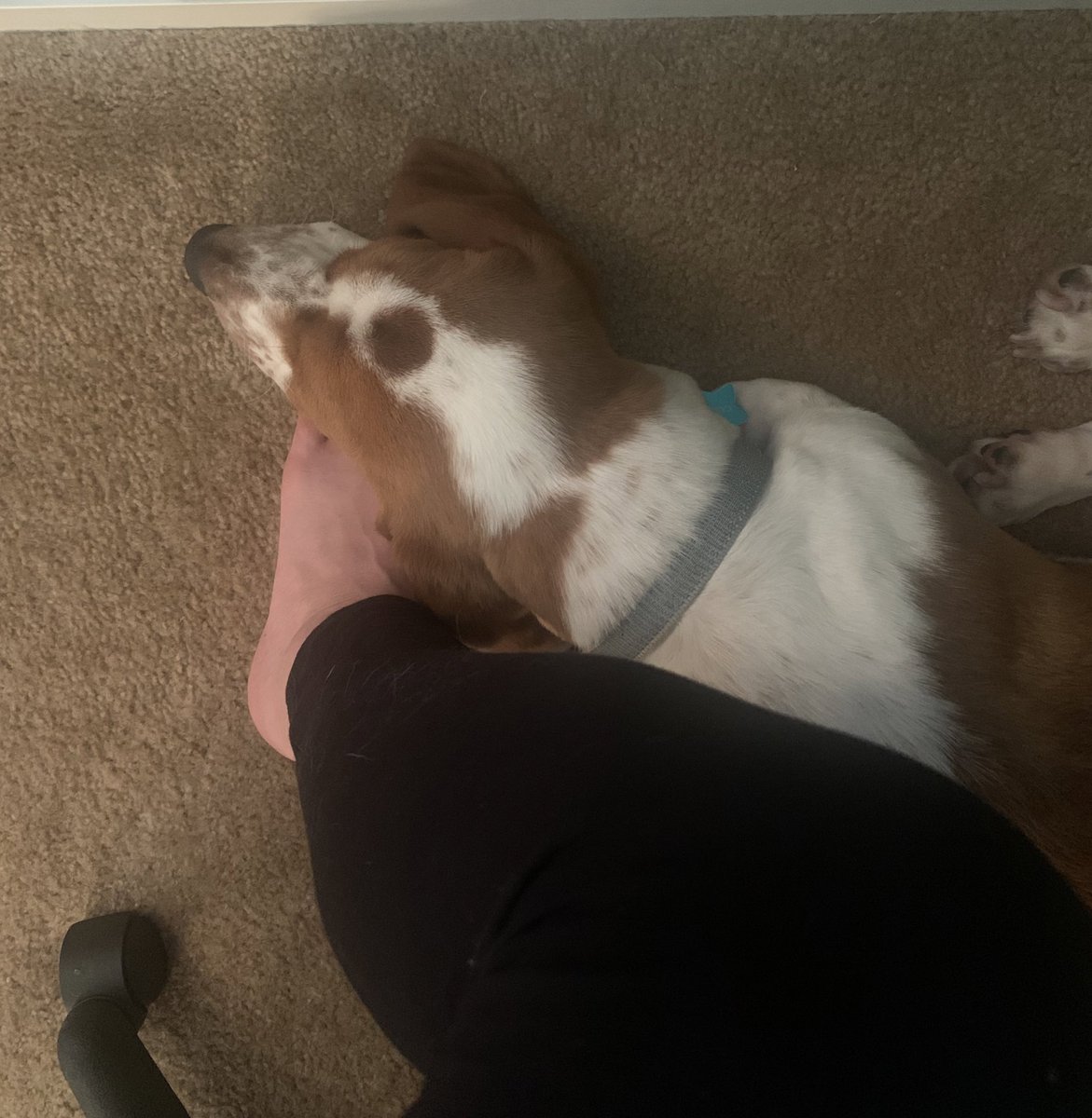 MillerSciTeach's tweet photo. Today’s the day for more ACA! Always so helpful to step out of the classroom for a few hours to learn with these amazing cohort B teachers. 🤔📚📝👩‍🏫👩‍💻 #ocpsaca 

Also, Cassini appreciates that I’m home today because my foot is a good pillow. https://t.co/Q9XQgp08tJ
