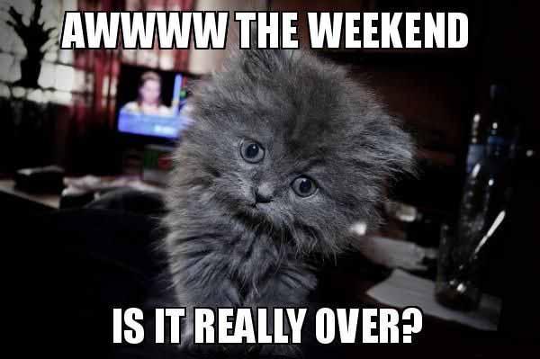 cofccepe's tweet photo. Happy Monday Cougars,,,, :)
#CofC #CEPE #Monday https://t.co/lyBkFWdIvt