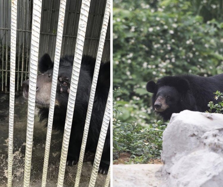 edu4naturevn's tweet photo. #beforeandafter 

After spending her entire life in a cage this #bear was released from a bile farm to a bear sanctuary in 2018!

In 2020 more and more provinces are becoming bear bile free and #Vietnam is on its way to being a bear farm free country

📷 Bear Sanctuary Ninh Binh https://t.co/u8oHRO6NKg