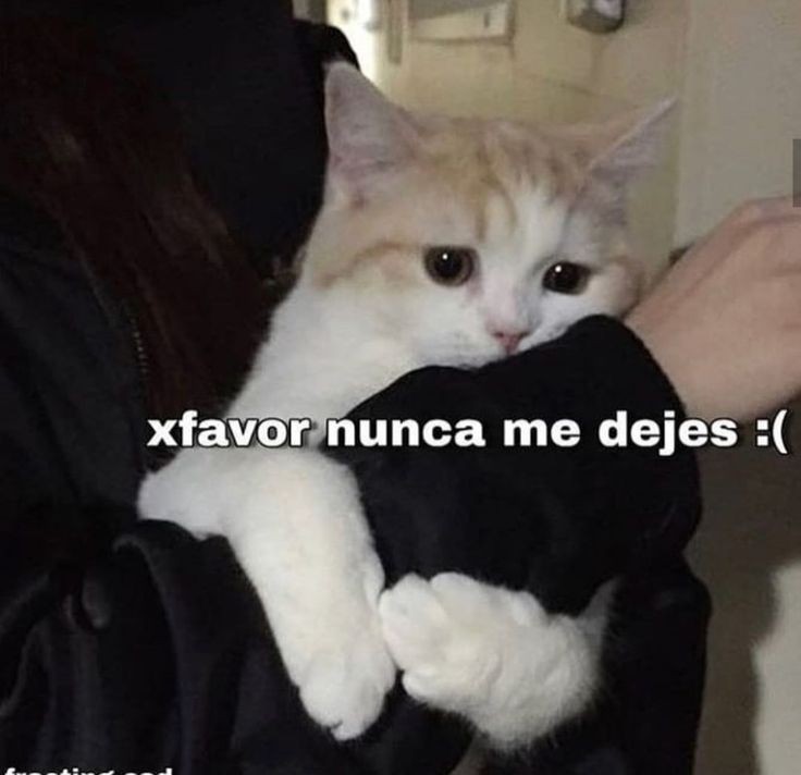 casmac12's tweet photo. 🐱🐱🐱 https://t.co/12jKzPub8j