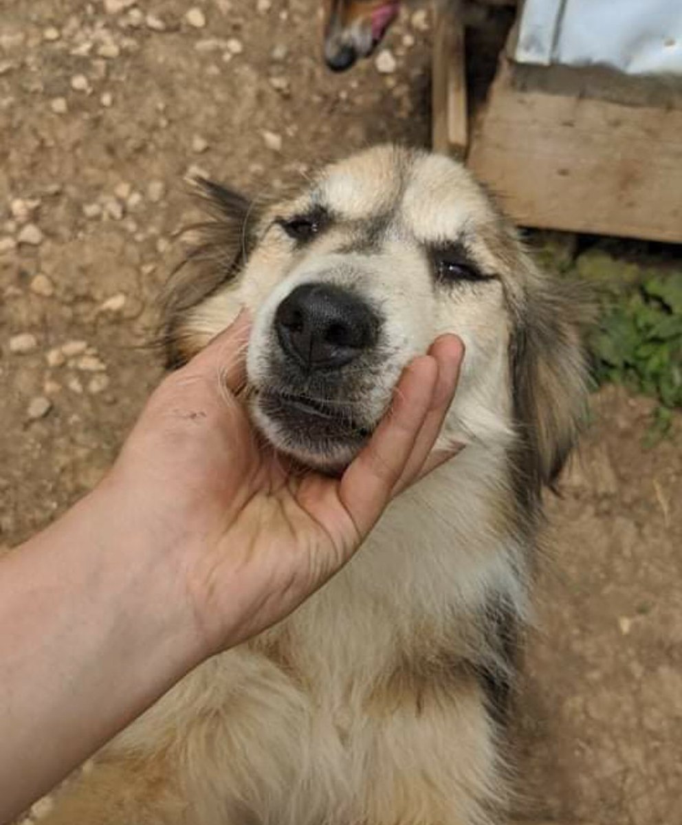 second chance goldens